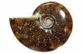 Polished Ammonite (Cleoniceras) Fossil - Madagascar #348495-1